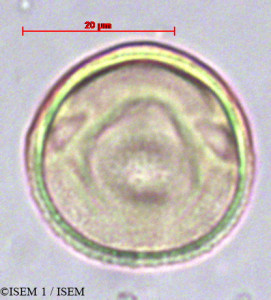 Dodonaea viscosa - lame n° 36964
